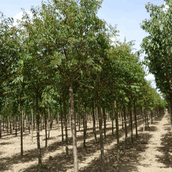 PRUNUS x subhirtella 'Autumnalis' – Image 5