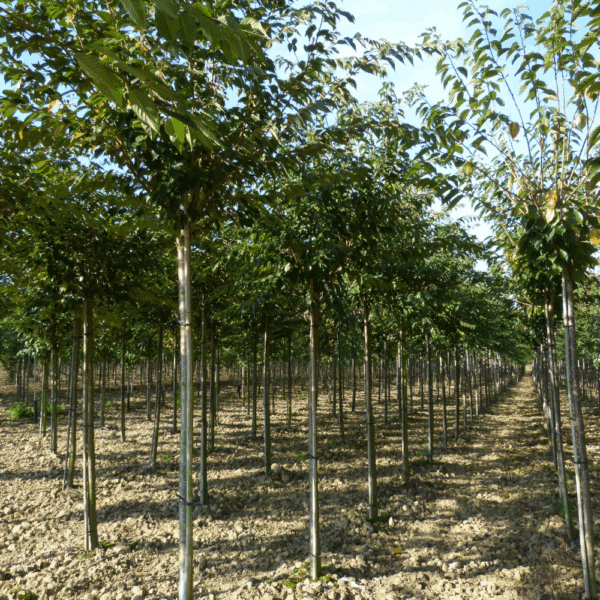 PRUNUS x subhirtella 'Autumnalis' – Image 3