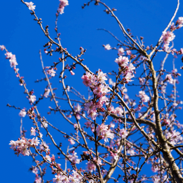 PRUNUS x subhirtella 'Autumnalis Rosea' – Image 2