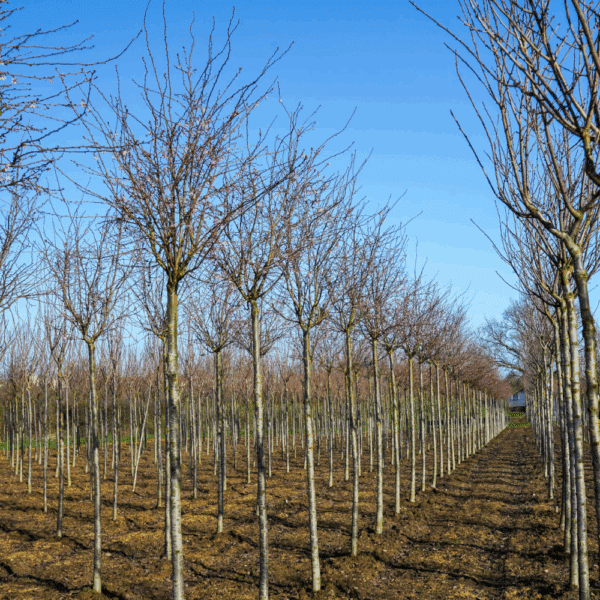 PRUNUS x subhirtella 'Autumnalis Rosea' – Image 5
