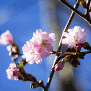 PRUNUS x subhirtella 'Autumnalis Rosea'