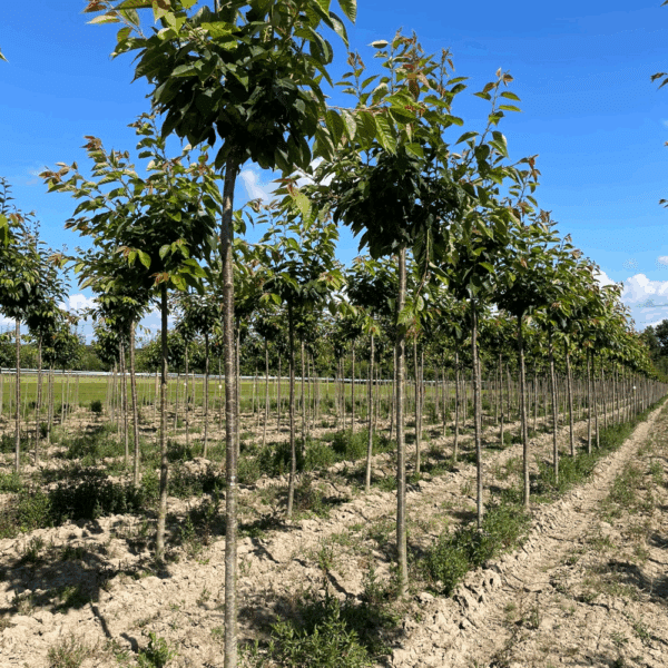 PRUNUS x subhirtella 'Autumnalis Rosea' – Image 4