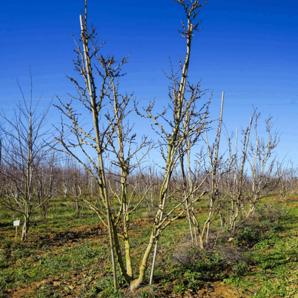 PRUNUS x subhirtella 'Autumnalis Rosea' – Image 10