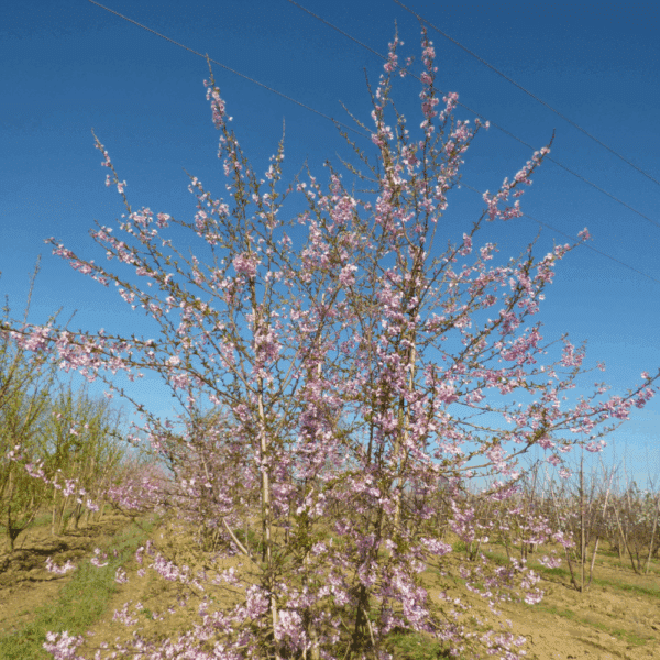 PRUNUS x subhirtella 'Autumnalis Rosea' – Image 3