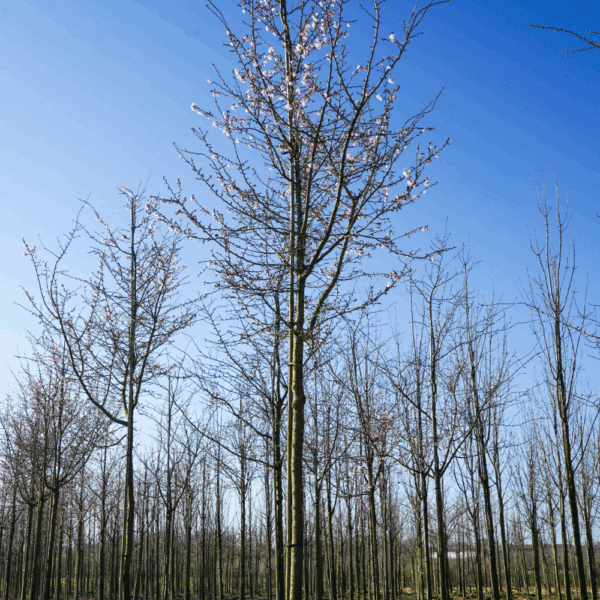 PRUNUS x subhirtella 'Autumnalis Rosea' – Image 9