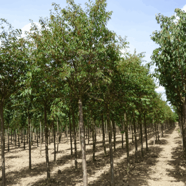 PRUNUS x subhirtella 'Autumnalis Rosea' – Image 8