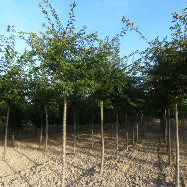 PRUNUS x subhirtella 'Autumnalis Rosea' – Image 7