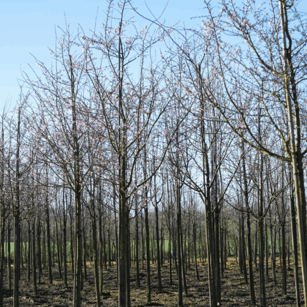 PRUNUS x subhirtella 'Autumnalis Rosea' – Image 6