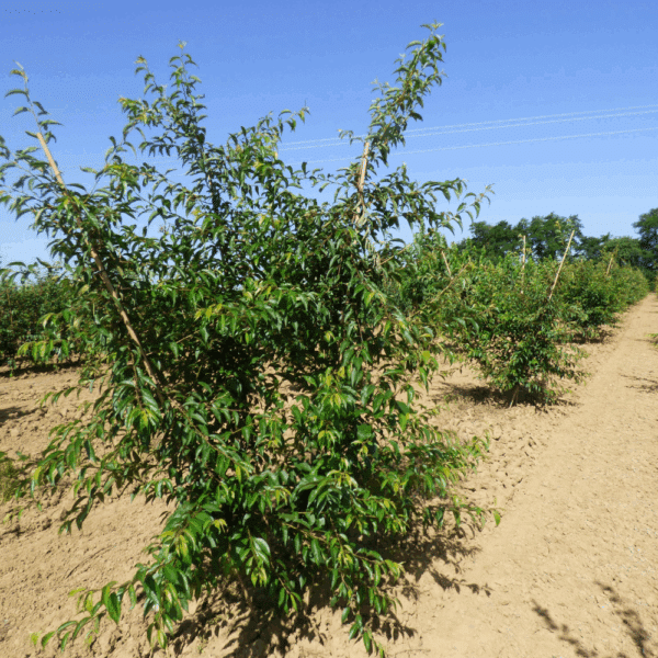 PRUNUS x subhirtella 'Fukubana' – Image 8