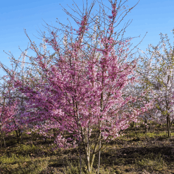 PRUNUS x subhirtella 'Fukubana' – Image 6