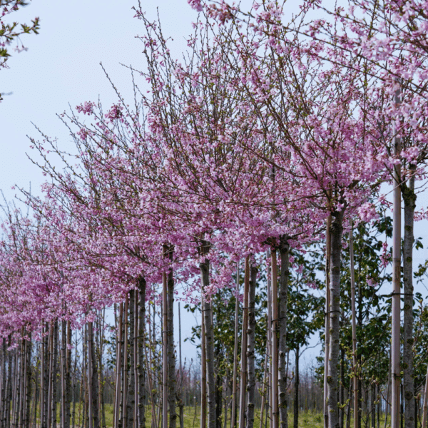PRUNUS x subhirtella 'Fukubana' – Image 7