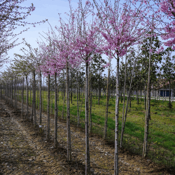 PRUNUS x subhirtella 'Fukubana' – Image 5