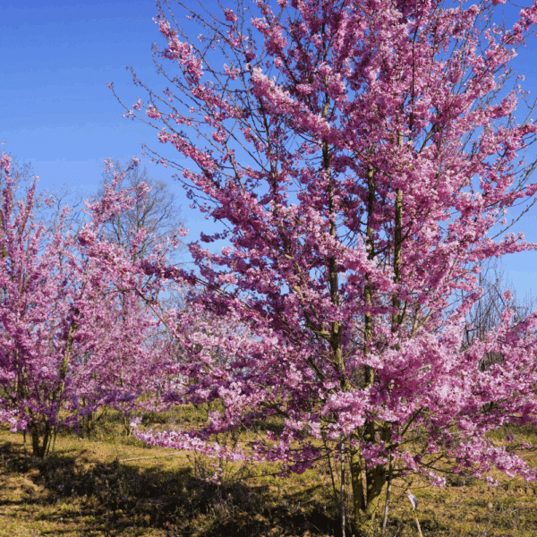 PRUNUS x subhirtella 'Fukubana' – Image 2