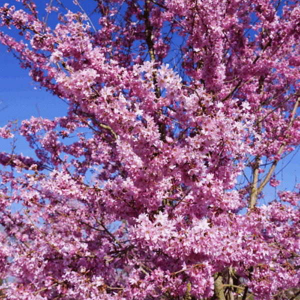 PRUNUS x subhirtella 'Fukubana' – Image 4