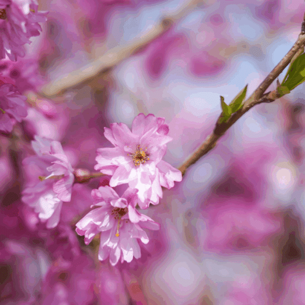 PRUNUS x subhirtella 'Fukubana' – Image 3