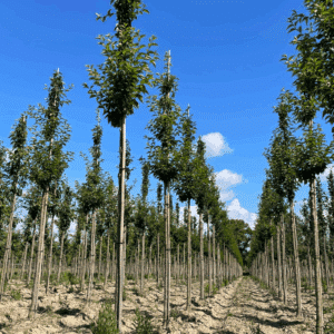 PRUNUS x schmittii