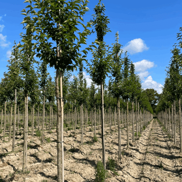 PRUNUS x schmittii – Image 4