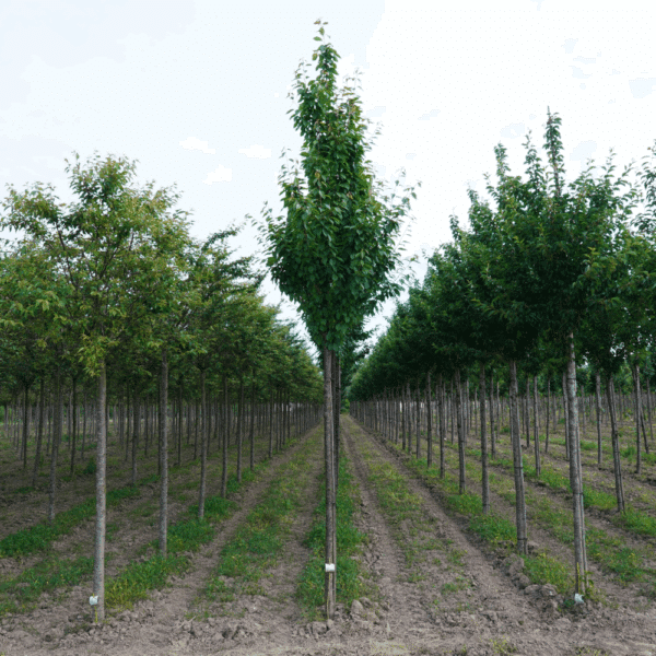 PRUNUS x schmittii – Image 3
