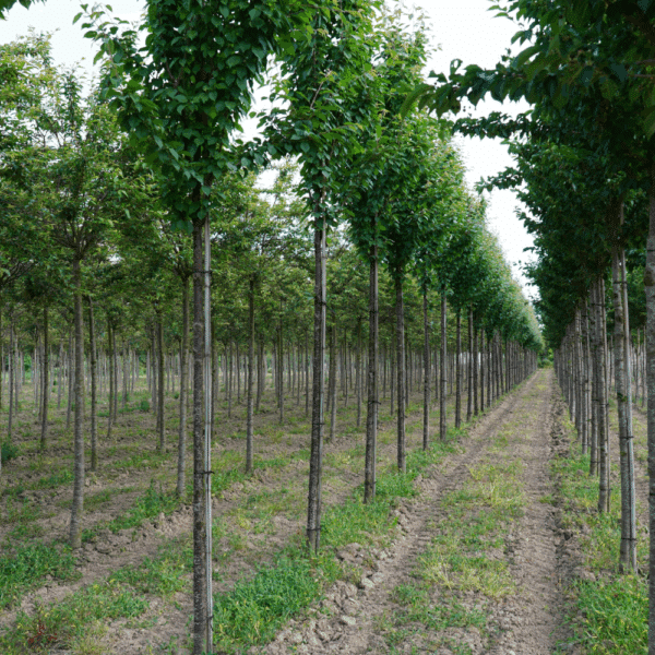 PRUNUS x schmittii – Image 6