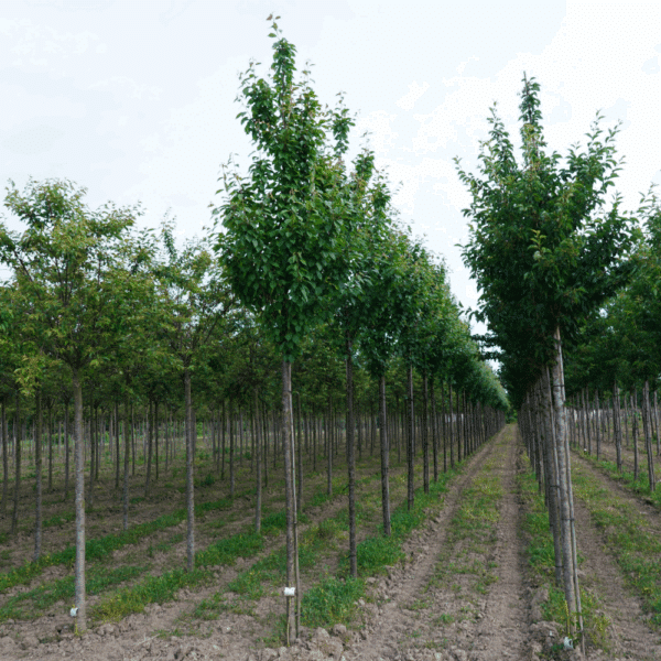 PRUNUS x schmittii – Image 2