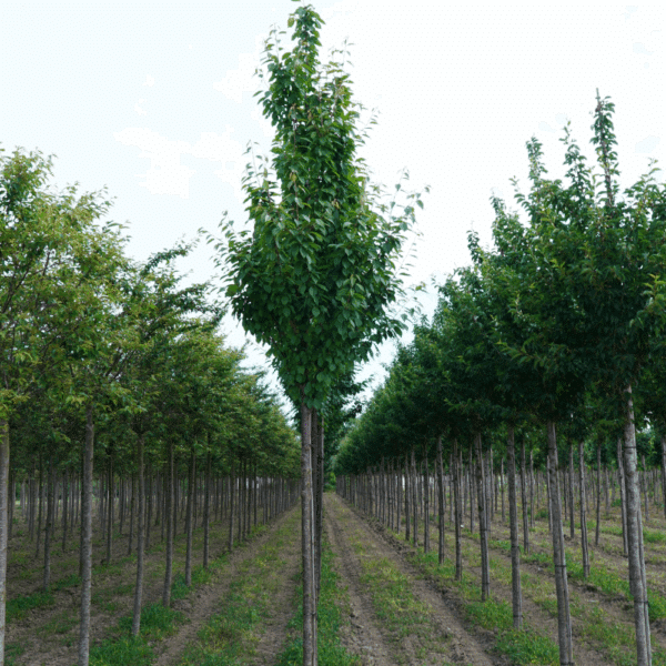 PRUNUS x schmittii – Image 5