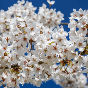 PRUNUS x yedoensis