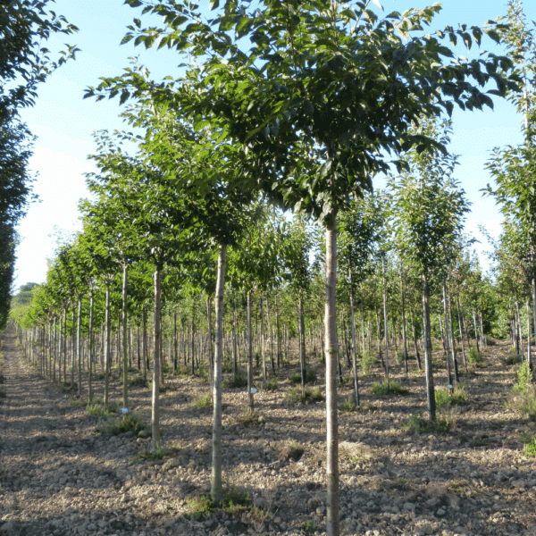 PRUNUS x yedoensis – Image 9
