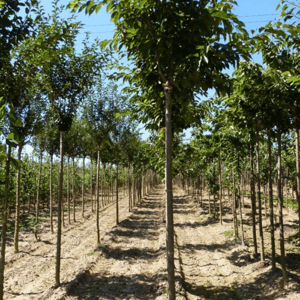 PRUNUS x yedoensis – Image 7