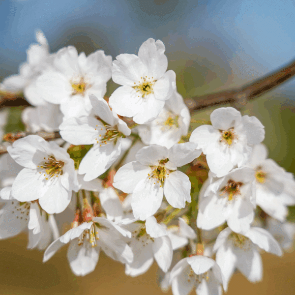 PRUNUS x yedoensis – Image 4