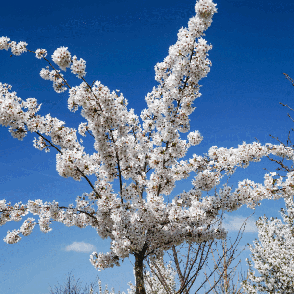 PRUNUS x yedoensis – Image 3