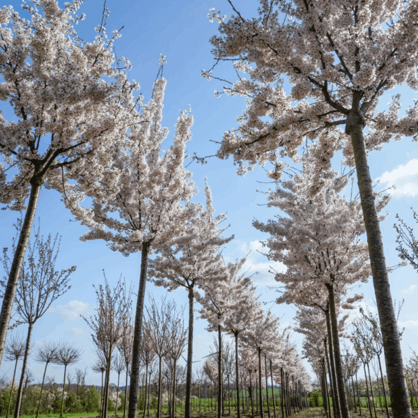 PRUNUS x yedoensis – Image 2