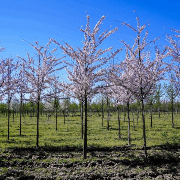 PRUNUS x yedoensis – Image 6