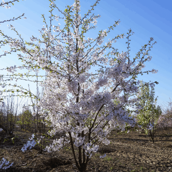PRUNUS x yedoensis – Image 8
