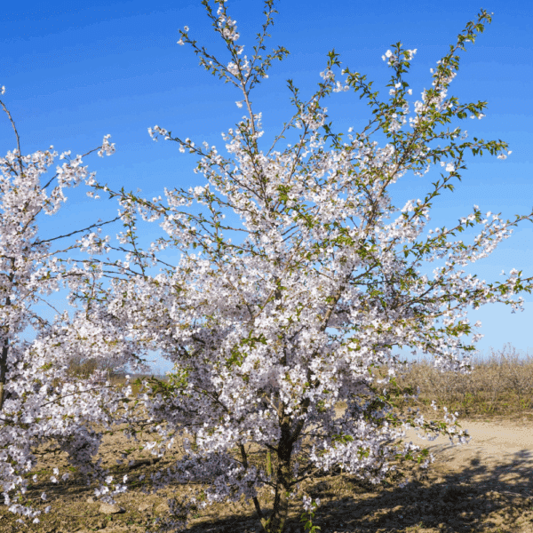 PRUNUS x yedoensis – Image 5