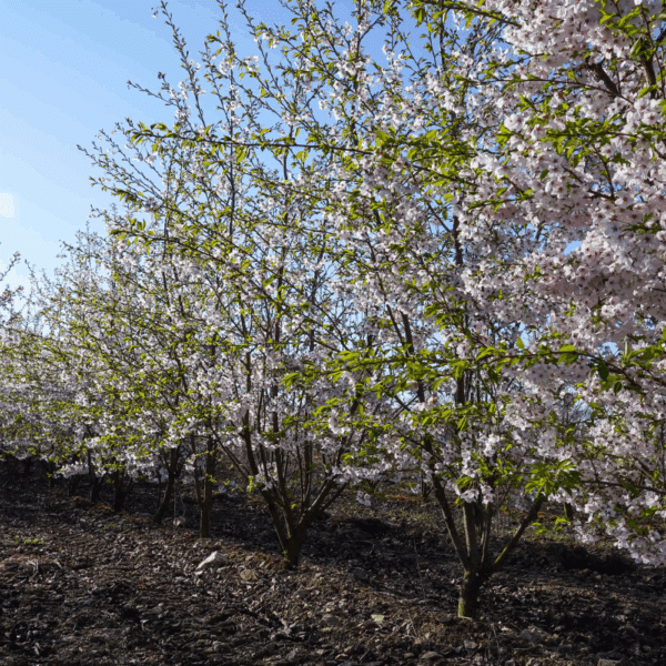 PRUNUS x yedoensis – Image 10