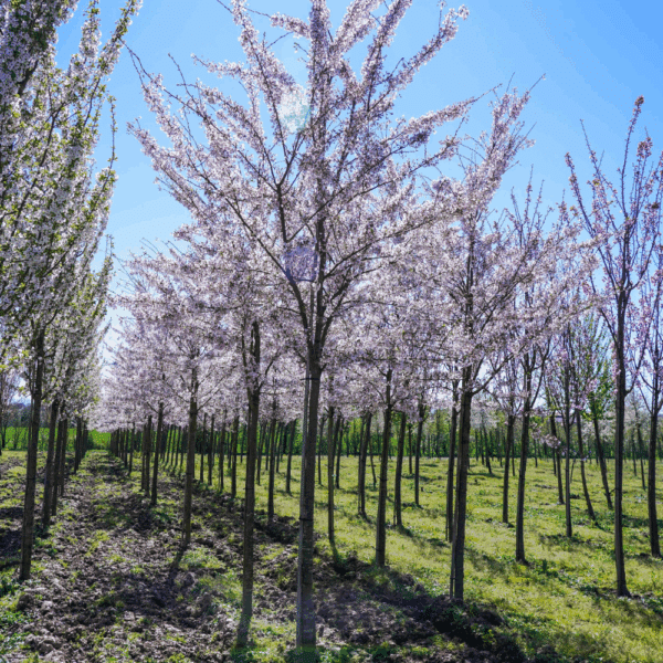 PRUNUS x yedoensis – Image 11