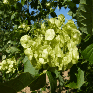 PTELEA trifoliata