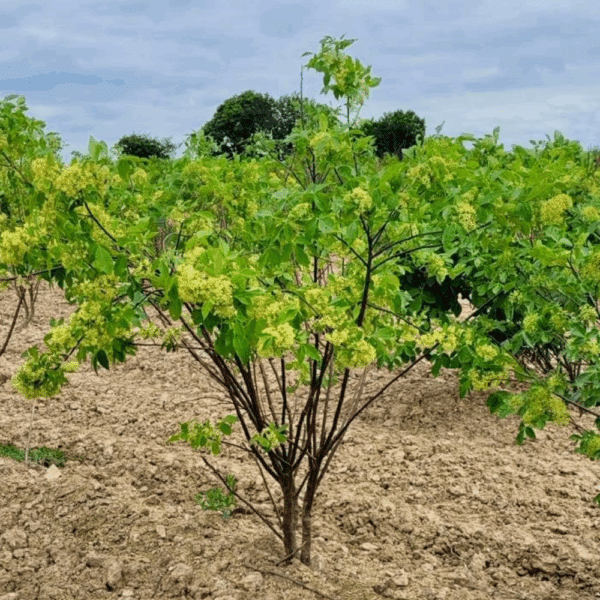 PTELEA trifoliata – Image 3