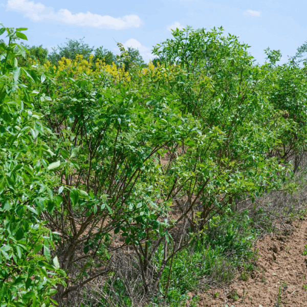 PTELEA trifoliata – Image 4