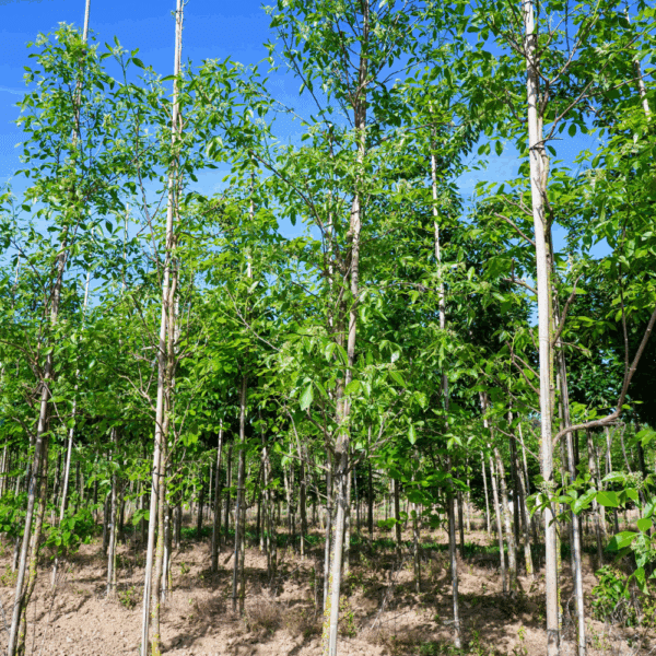PTELEA trifoliata – Image 2