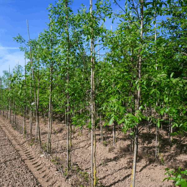PTELEA trifoliata – Image 5
