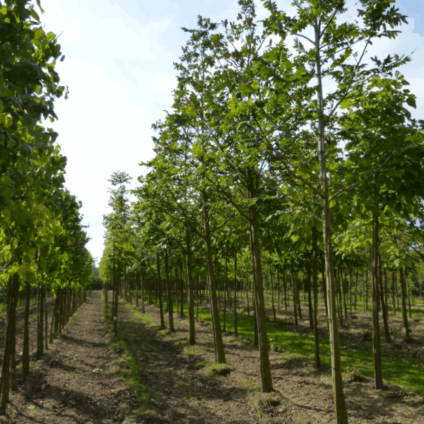 PTEROCARYA fraxinifolia – Image 2