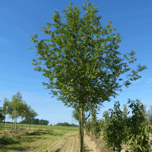 PTEROCARYA fraxinifolia – Image 7