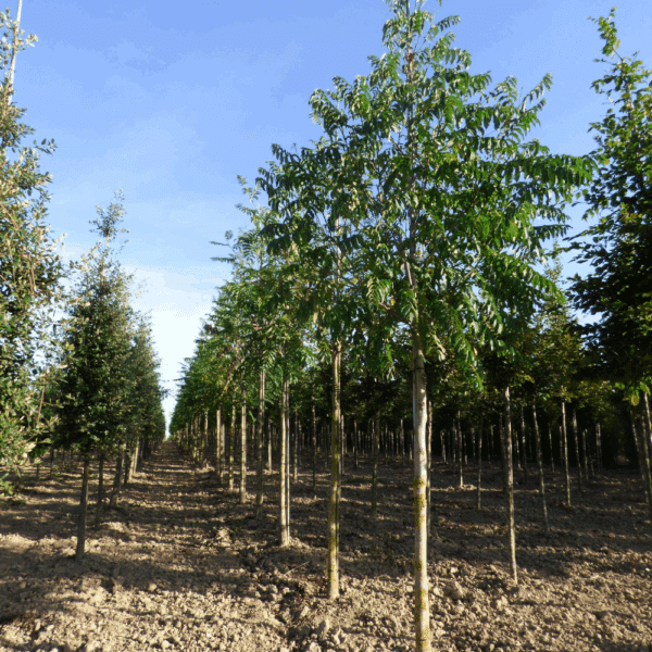 PTEROCARYA fraxinifolia – Image 6