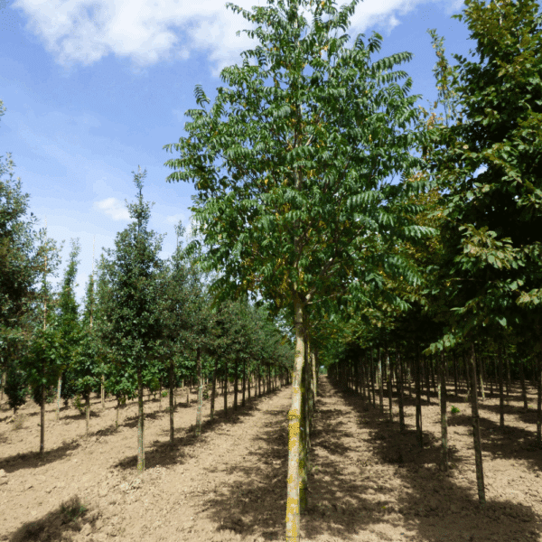 PTEROCARYA fraxinifolia – Image 5