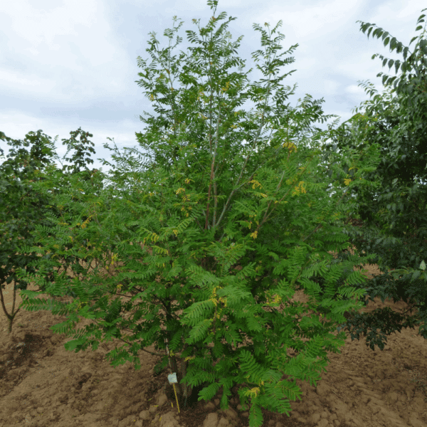PTEROCARYA fraxinifolia – Image 4