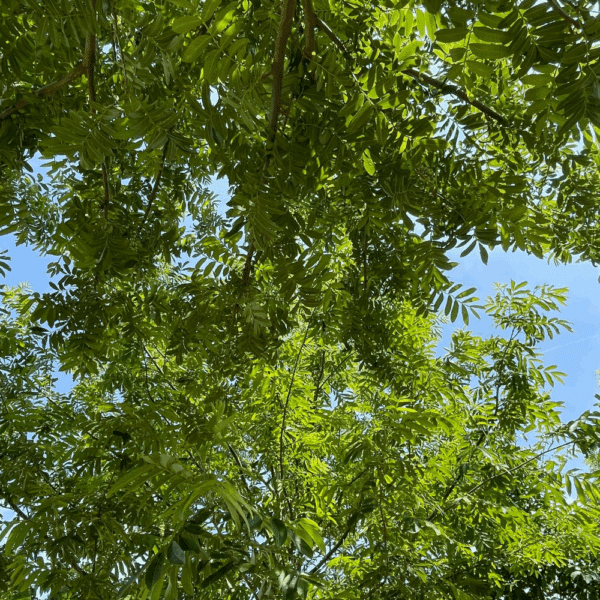 PTEROCARYA fraxinifolia – Image 3