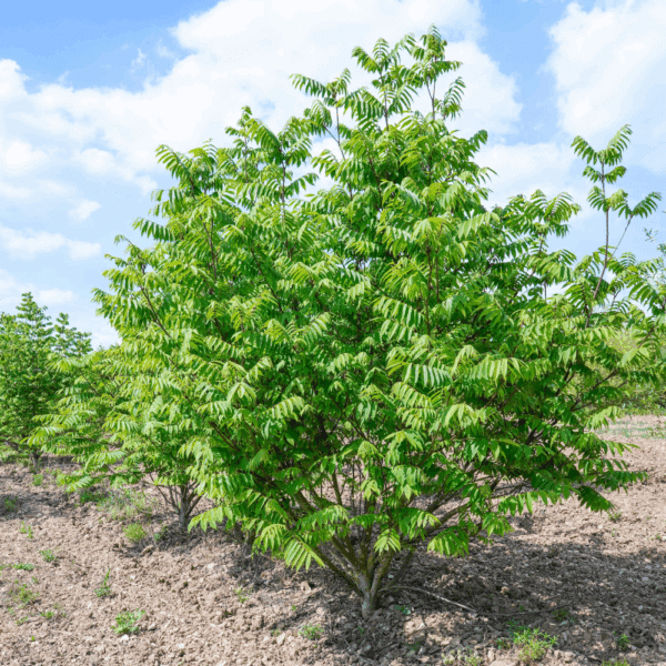 PTEROCARYA rhoifolia – Image 2