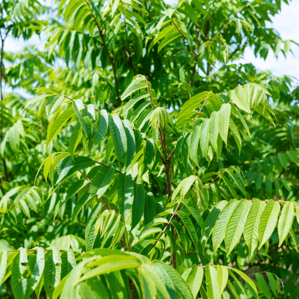 PTEROCARYA rhoifolia – Image 3