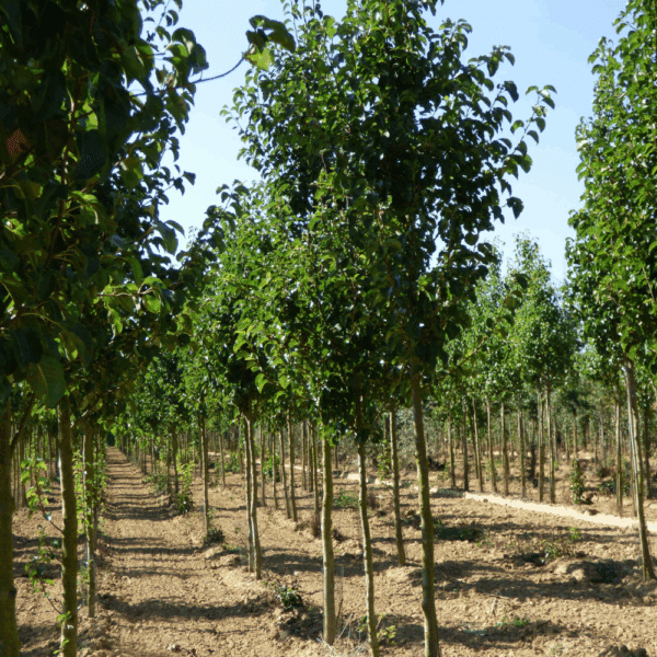 PYRUS calleryana – Image 2